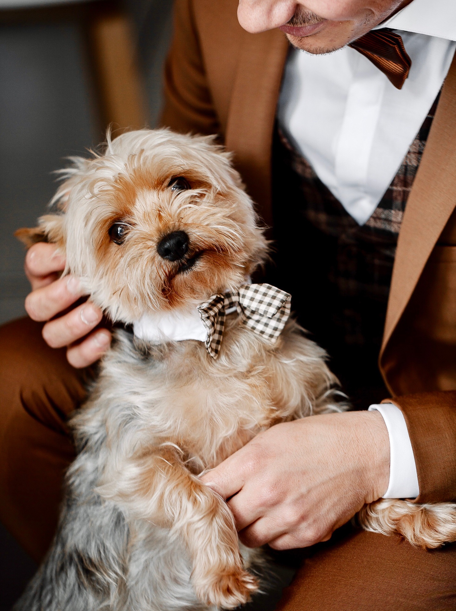 Cute dog wearing a bow tie