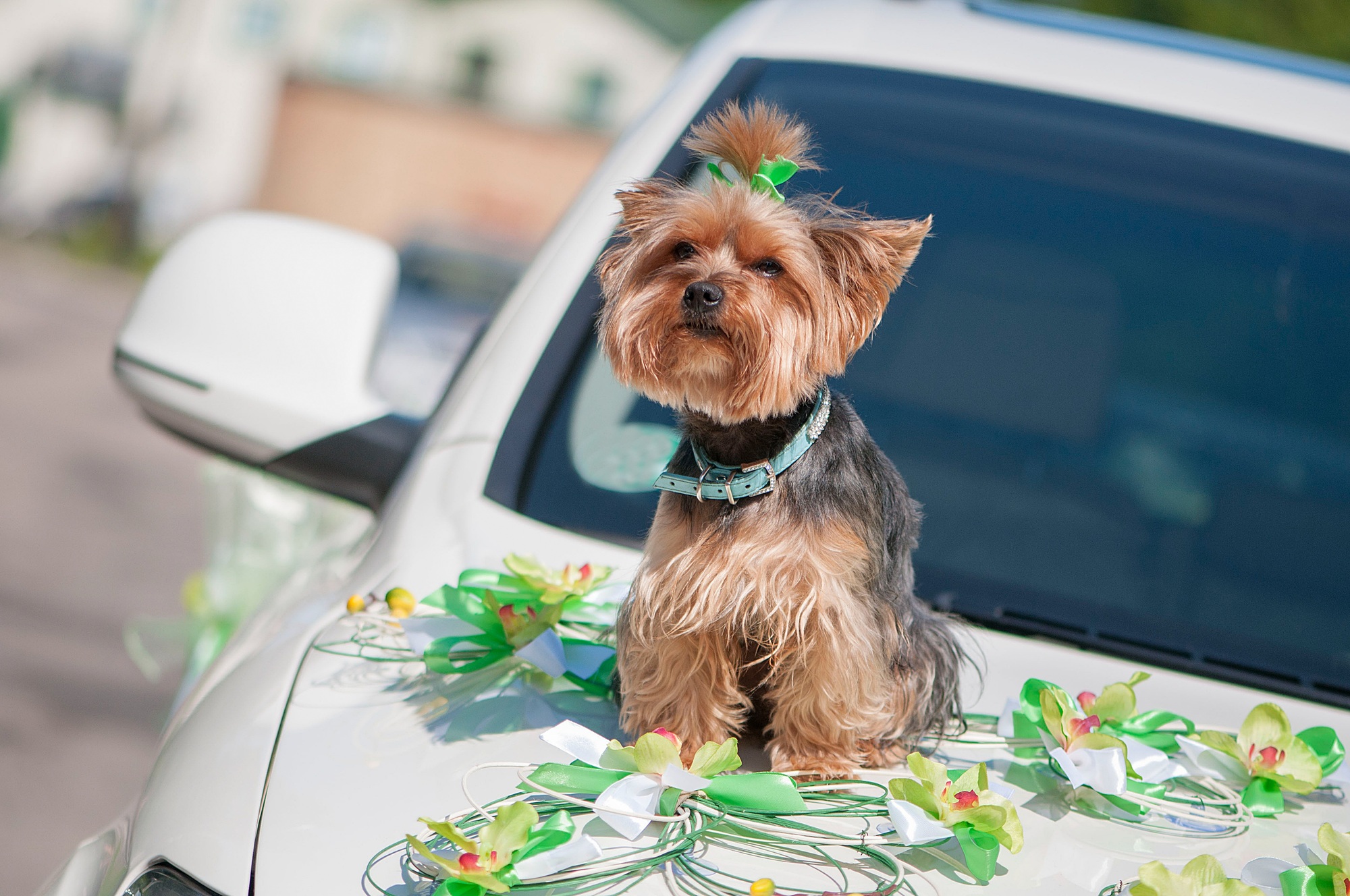 Dog yorkshire terrier sitting on white wedding car