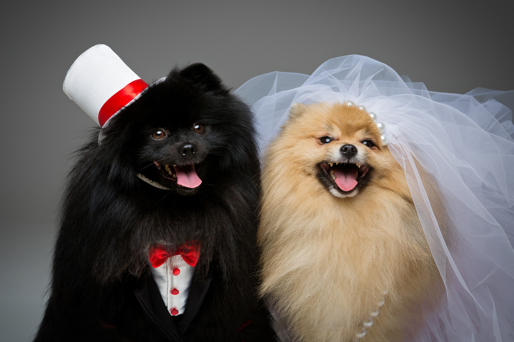 Spitz dog wedding couple